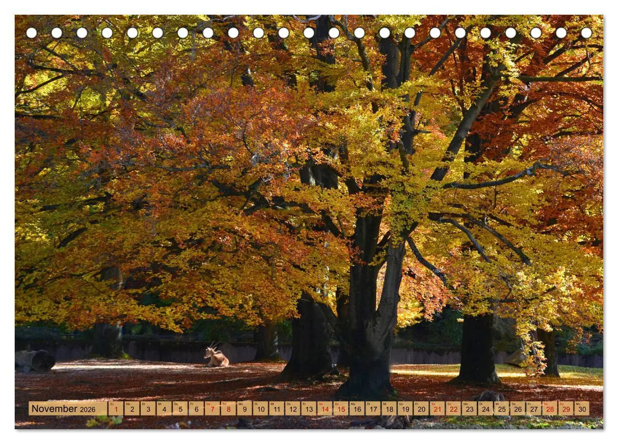 Bild: 9783457808337 | Mit Bäumen durchs Jahr (Tischkalender 2026 DIN A5 quer), CALVENDO...