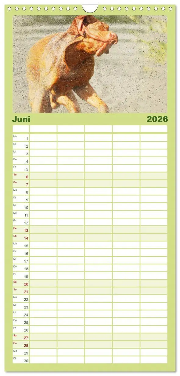 Bild: 9783516518337 | Familienplaner 2026 - Magyar Vizsla 2026 mit 5 Spalten...