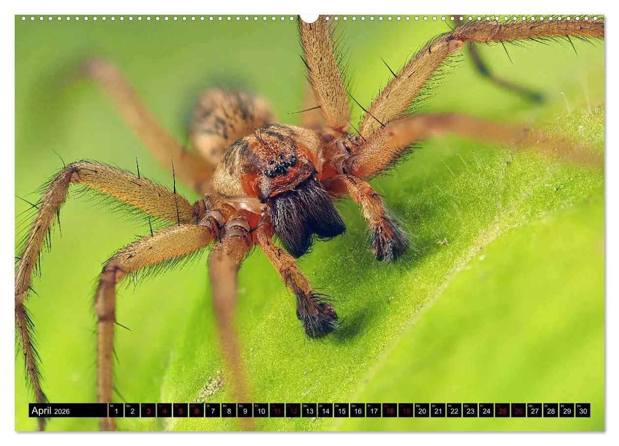 Bild: 9783457418437 | Jäger auf acht Beinen (hochwertiger Premium Wandkalender 2026 DIN...