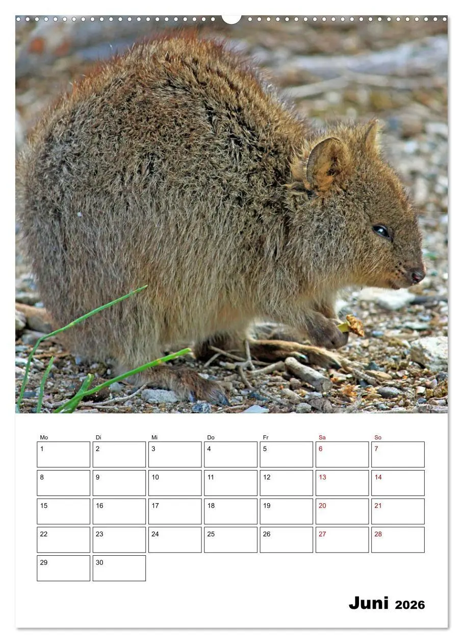 Bild: 9783516368437 | Australiens faszinierende Tierwelt (hochwertiger Premium...