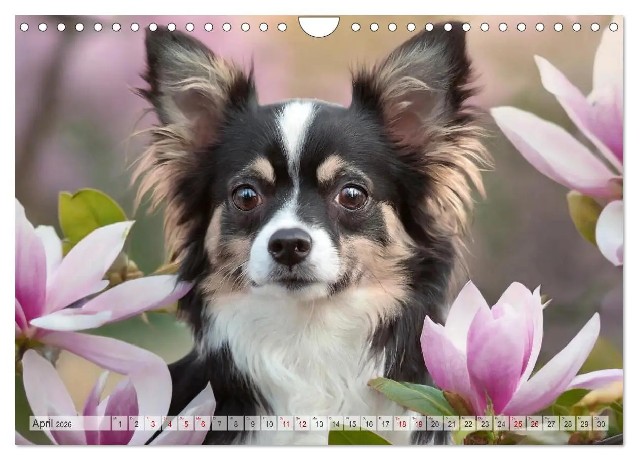 Bild: 9783457338537 | Chihuahuas - Kleine Hunde - große Temperamentbündel (Wandkalender...