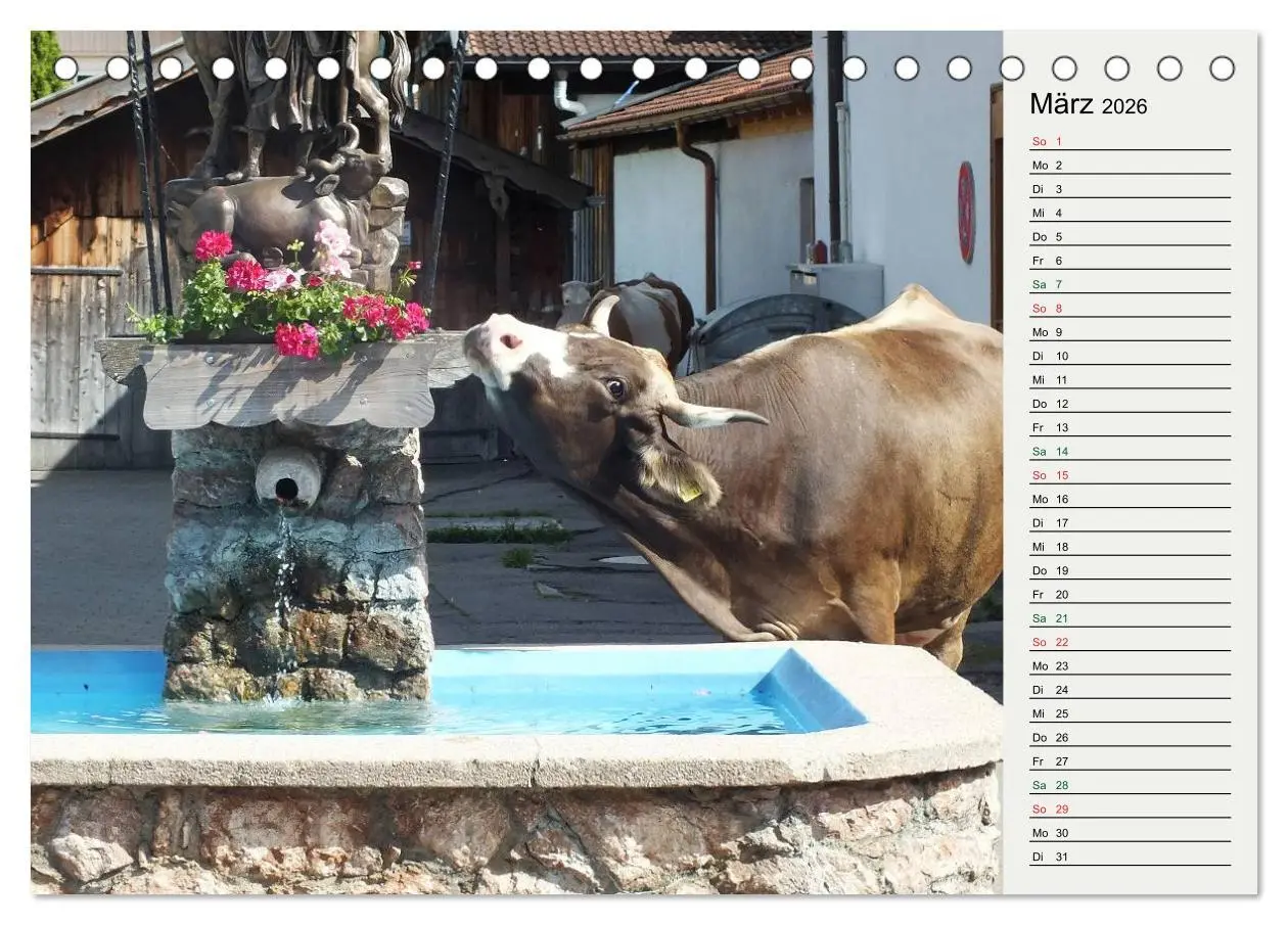 Bild: 9783516118537 | Schwangauer Momente (Tischkalender 2026 DIN A5 quer), CALVENDO...