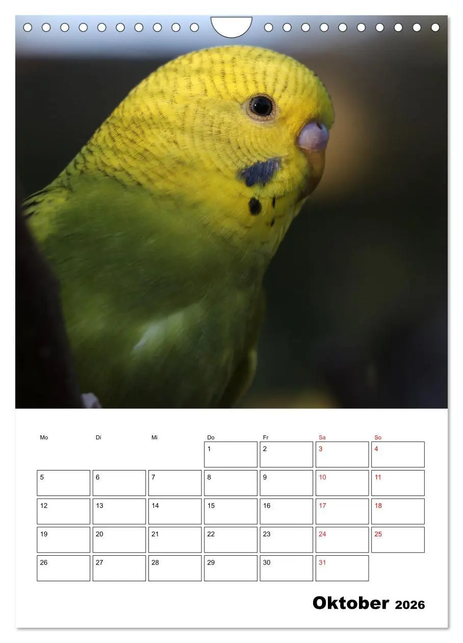 Bild: 9783516358537 | Wellensittichkalender Jubiläumsedition - 10 Jahre...