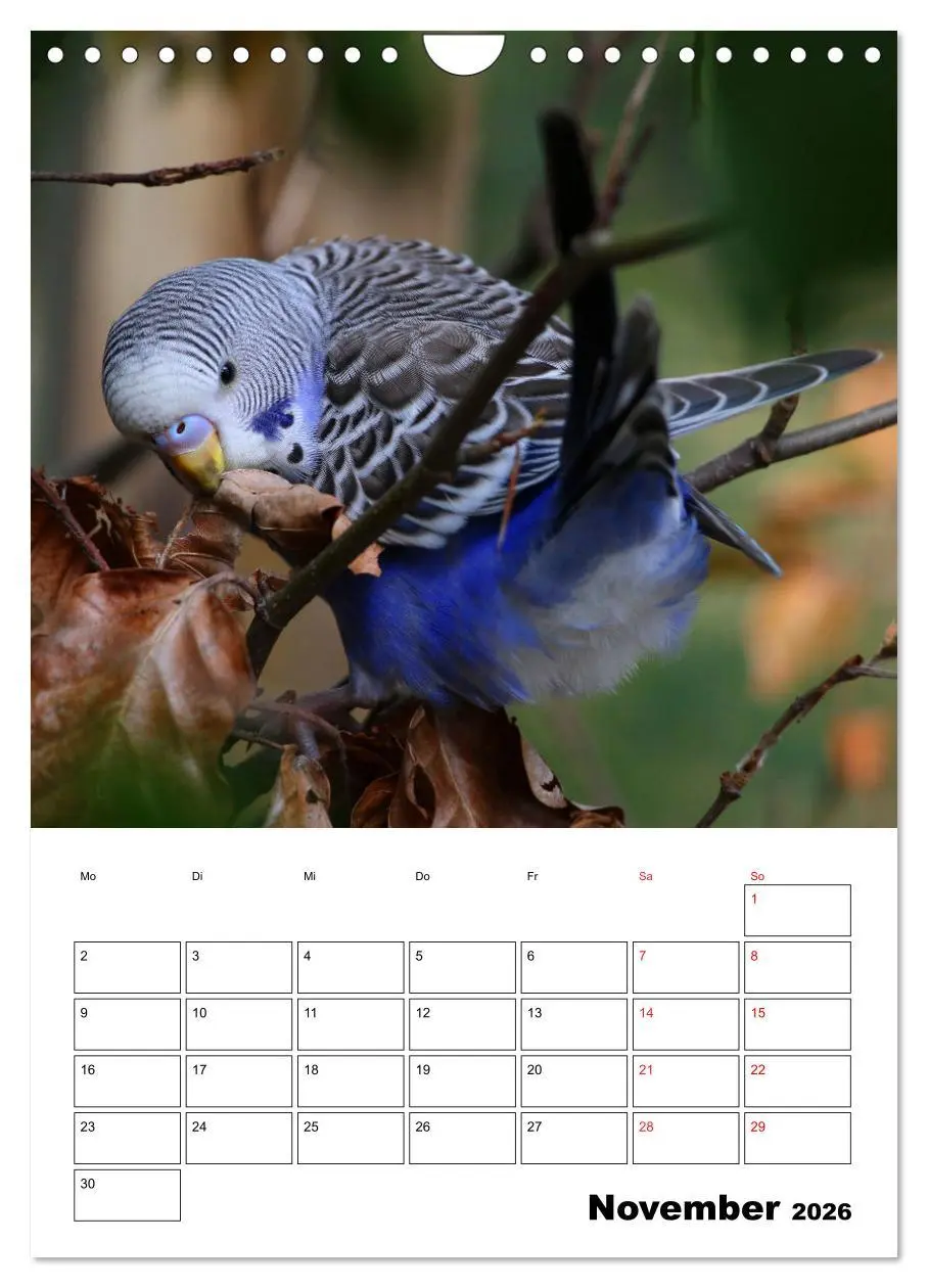 Bild: 9783516358537 | Wellensittichkalender Jubiläumsedition - 10 Jahre...