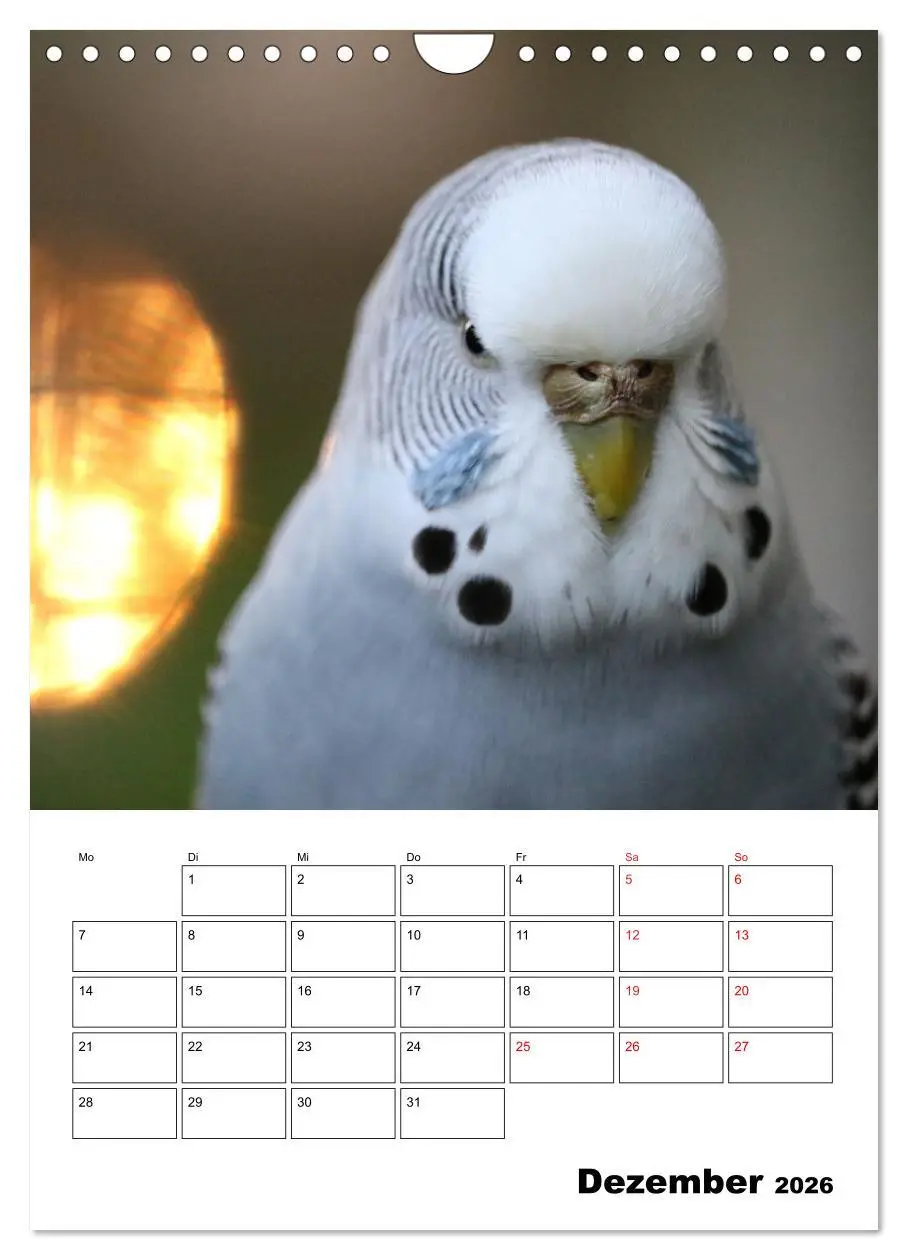 Bild: 9783516358537 | Wellensittichkalender Jubiläumsedition - 10 Jahre...