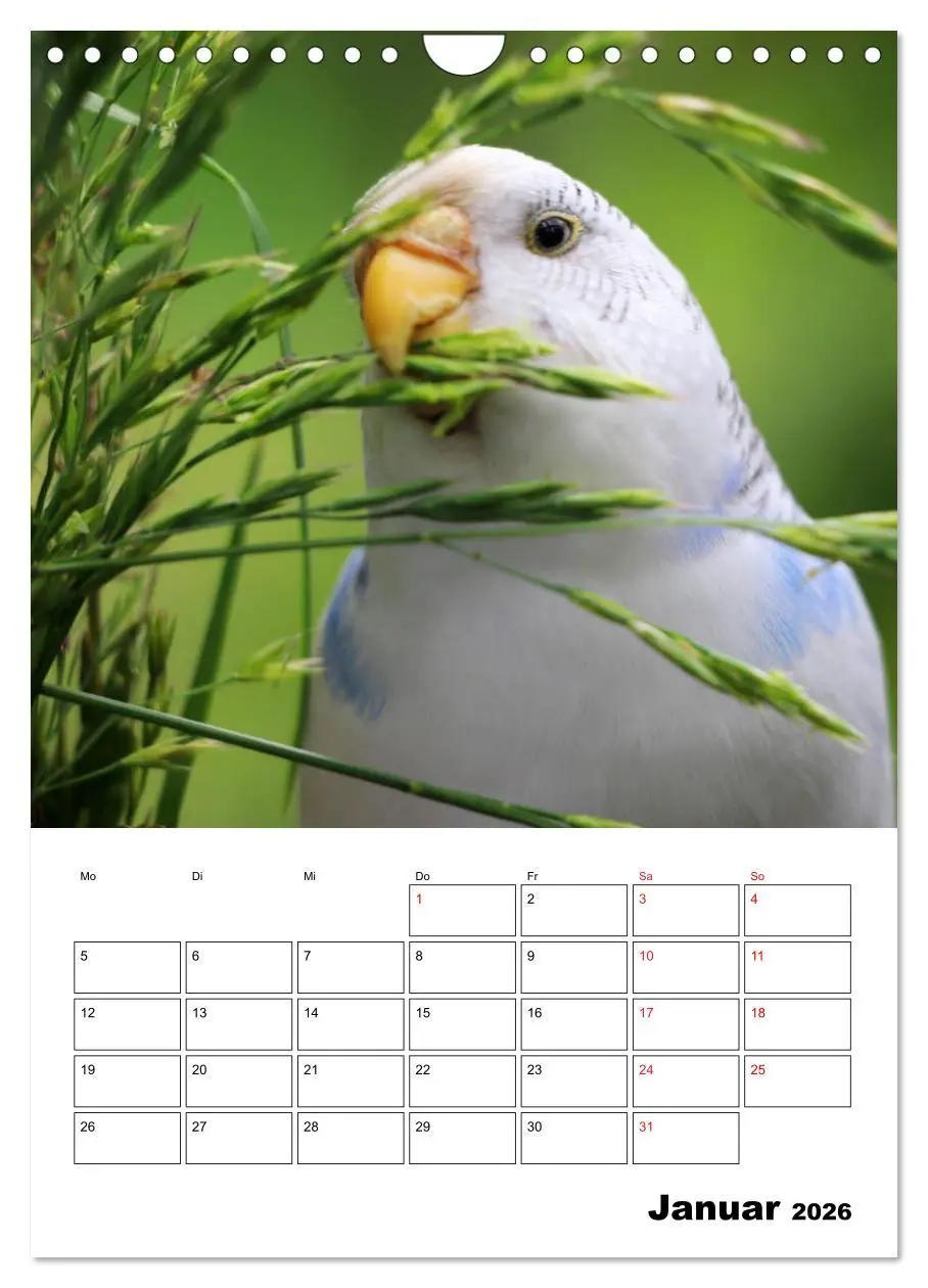 Bild: 9783516358537 | Wellensittichkalender Jubiläumsedition - 10 Jahre...