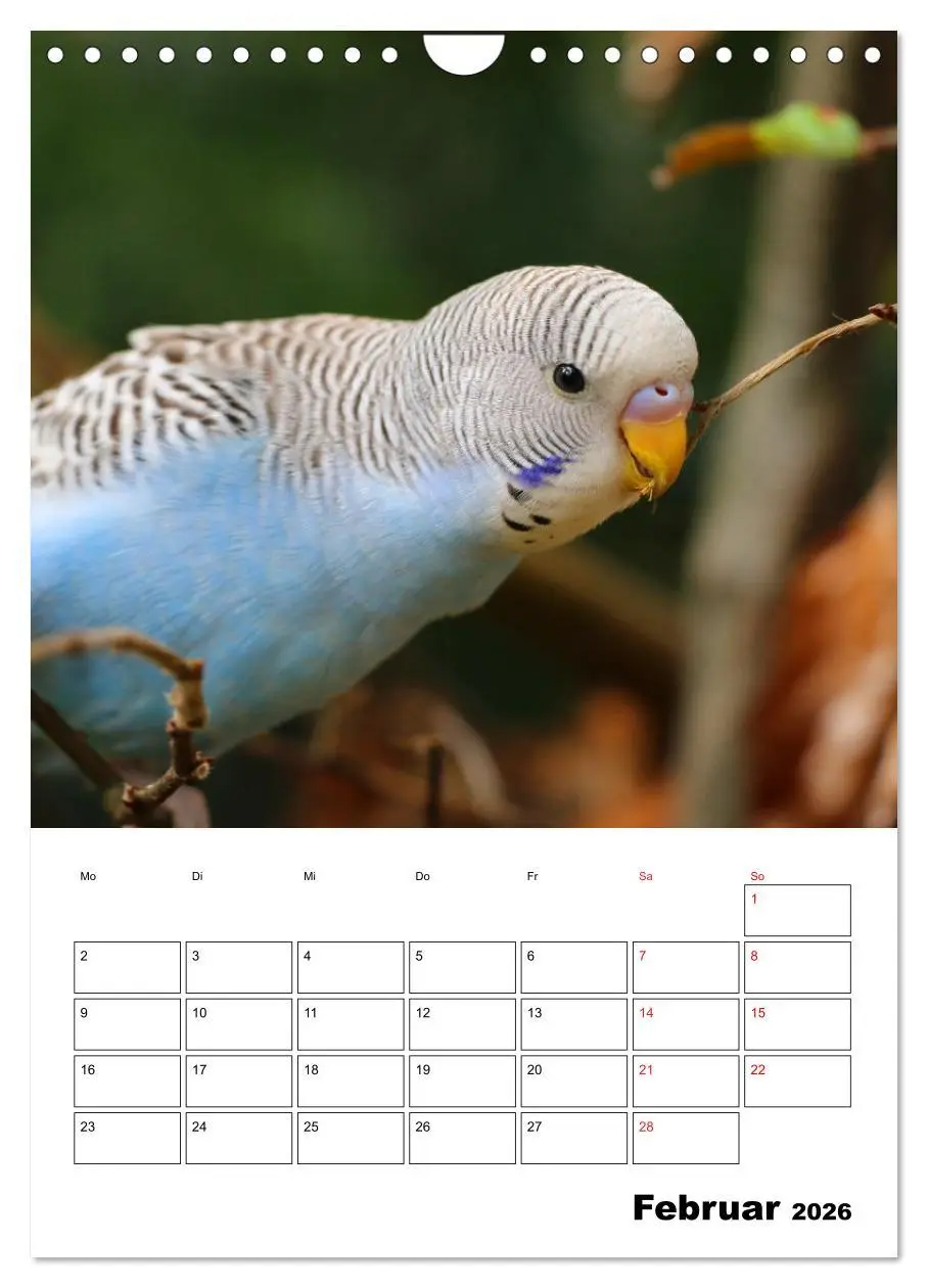 Bild: 9783516358537 | Wellensittichkalender Jubiläumsedition - 10 Jahre...