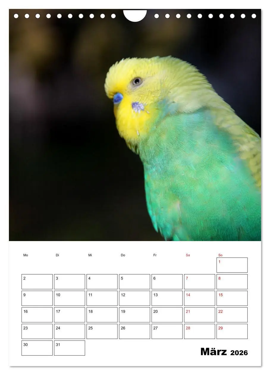 Bild: 9783516358537 | Wellensittichkalender Jubiläumsedition - 10 Jahre...