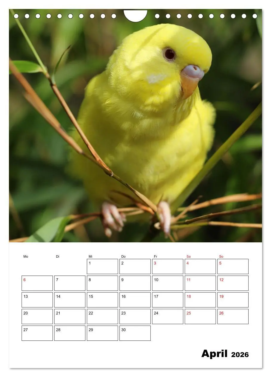Bild: 9783516358537 | Wellensittichkalender Jubiläumsedition - 10 Jahre...