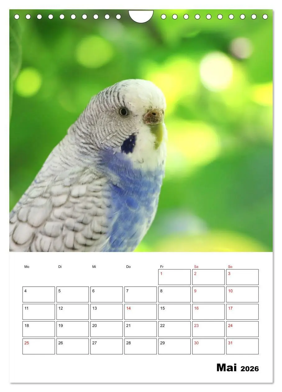 Bild: 9783516358537 | Wellensittichkalender Jubiläumsedition - 10 Jahre...