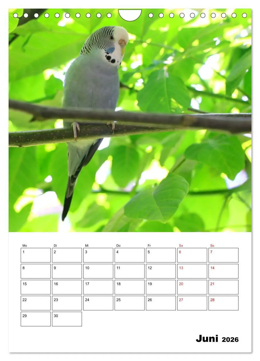 Bild: 9783516358537 | Wellensittichkalender Jubiläumsedition - 10 Jahre...