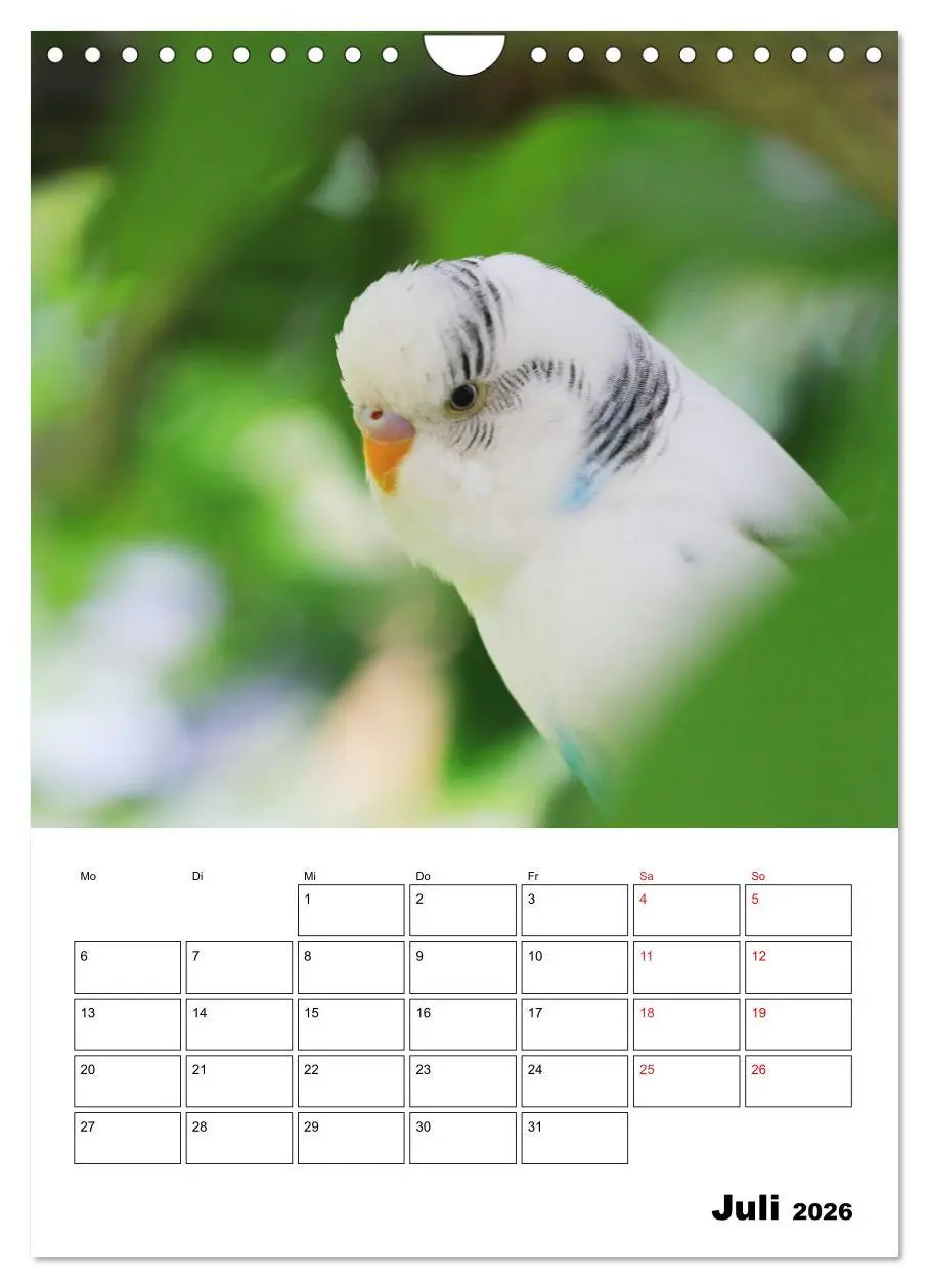 Bild: 9783516358537 | Wellensittichkalender Jubiläumsedition - 10 Jahre...