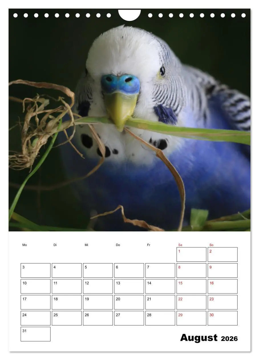 Bild: 9783516358537 | Wellensittichkalender Jubiläumsedition - 10 Jahre...
