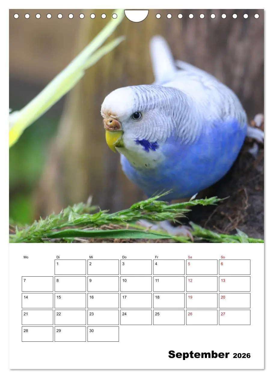 Bild: 9783516358537 | Wellensittichkalender Jubiläumsedition - 10 Jahre...