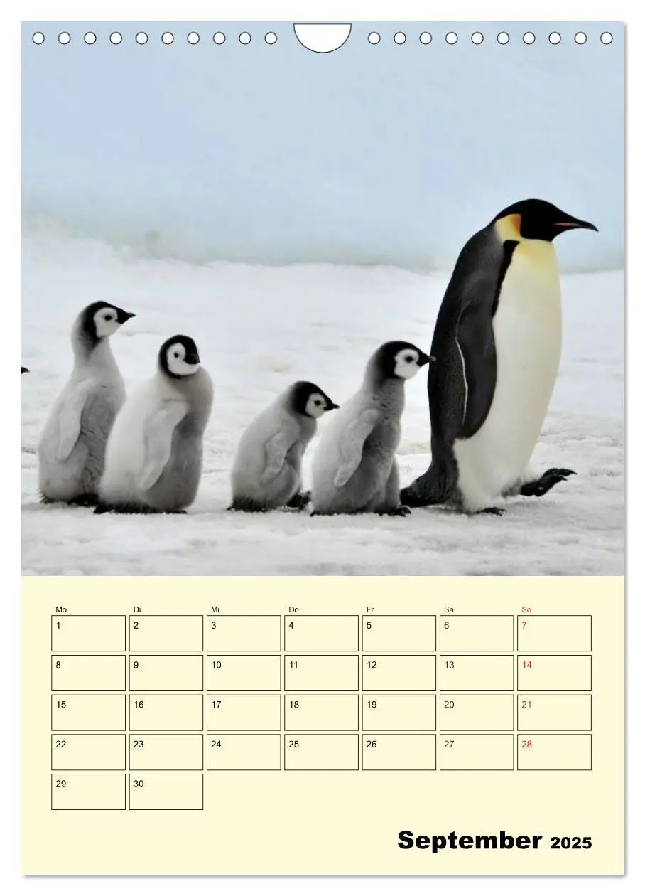 Bild: 9783457018637 | Pinguine. Wackeln im Thermo-Frack (Wandkalender 2025 DIN A4 hoch),...
