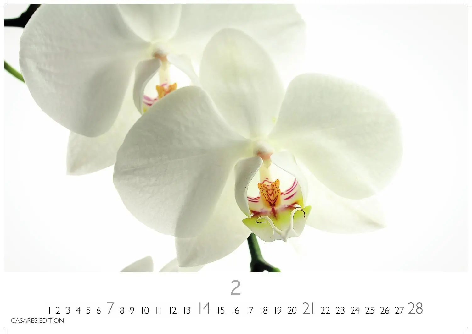 Bild: 9781835248737 | Flower Fantasy Kalender 2027 - Wandkalender Fotokalender...