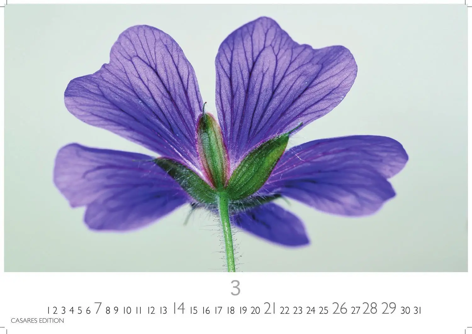 Bild: 9781835248737 | Flower Fantasy Kalender 2027 - Wandkalender Fotokalender...