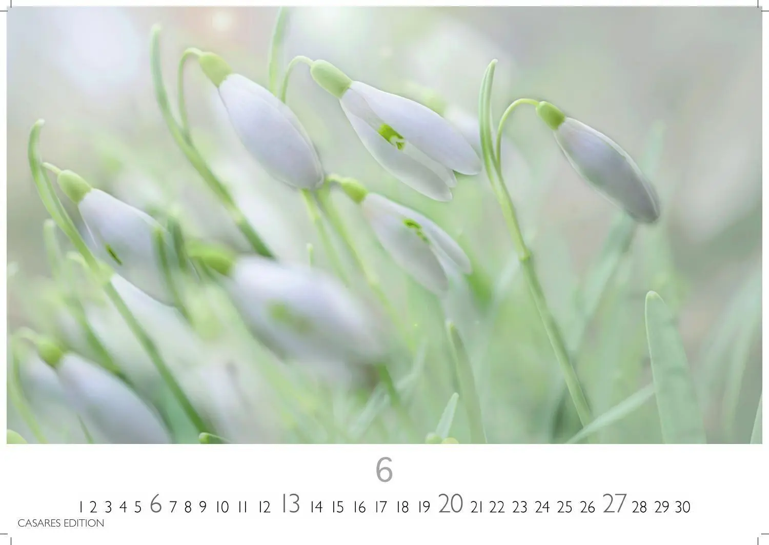 Bild: 9781835248737 | Flower Fantasy Kalender 2027 - Wandkalender Fotokalender...