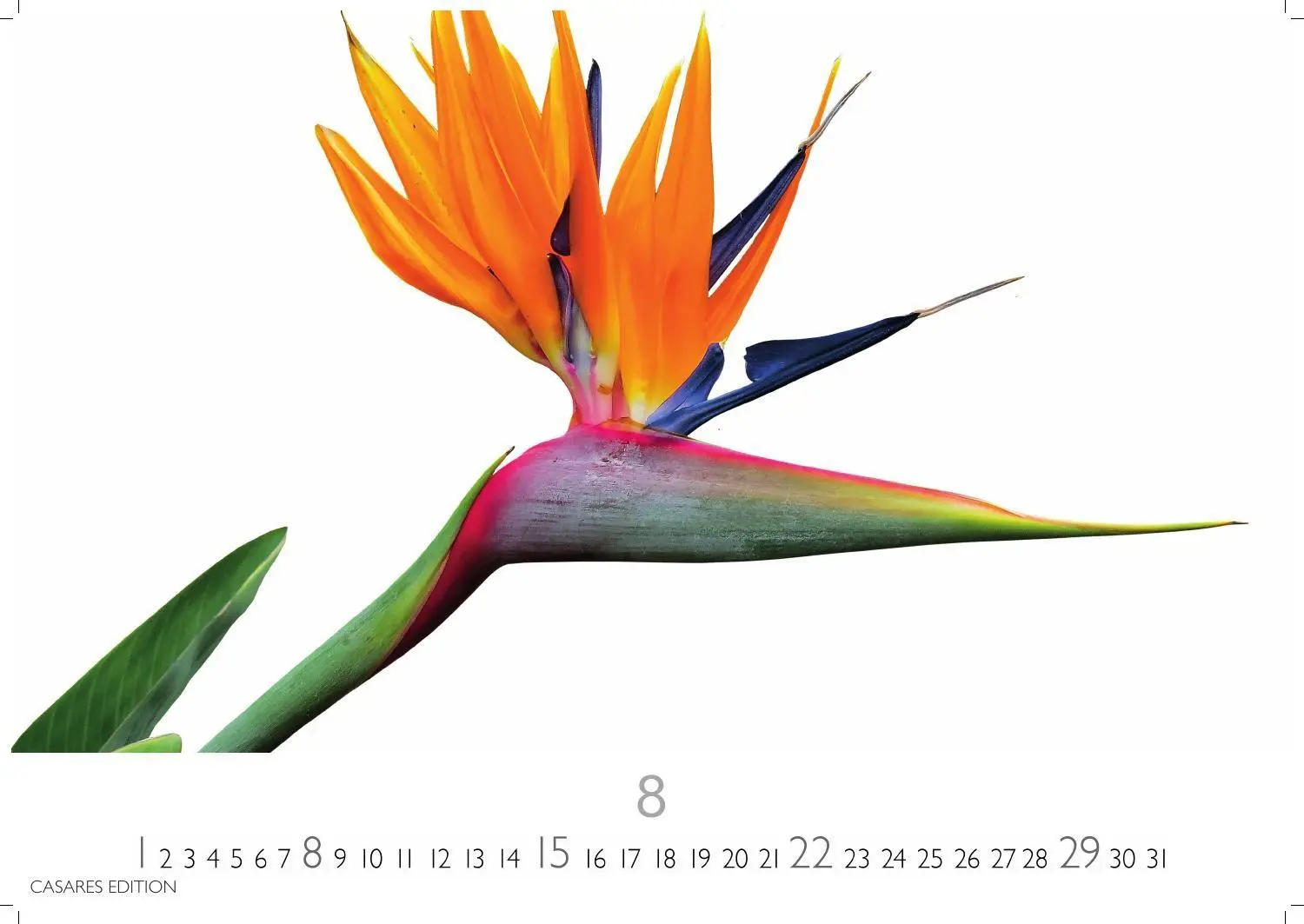 Bild: 9781835248737 | Flower Fantasy Kalender 2027 - Wandkalender Fotokalender...