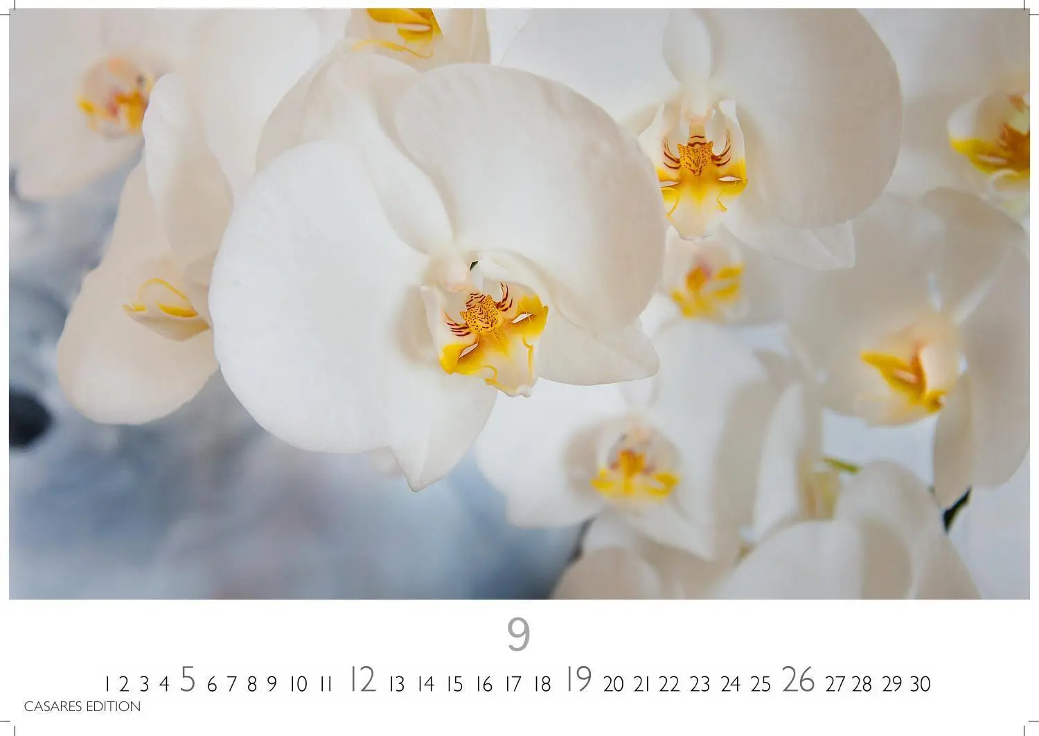 Bild: 9781835248737 | Flower Fantasy Kalender 2027 - Wandkalender Fotokalender...