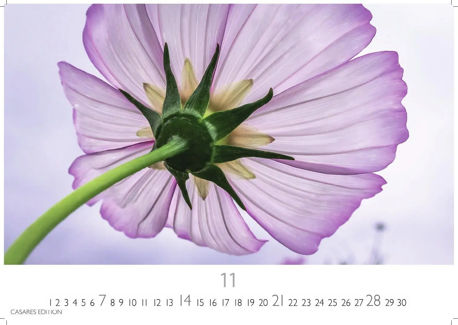 Bild: 9781835248737 | Flower Fantasy Kalender 2027 - Wandkalender Fotokalender...