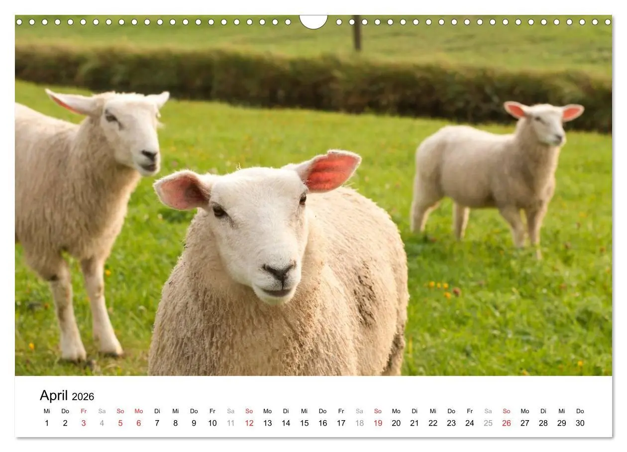 Bild: 9783516028737 | Hallig Hooge - zwischen Himmel und Erde (Wandkalender 2026 DIN A3...
