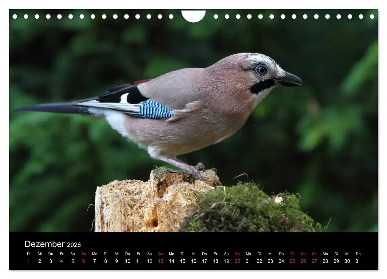 Bild: 9783516018837 | Eichelhäher der Waldpolizist (Wandkalender 2026 DIN A4 quer),...