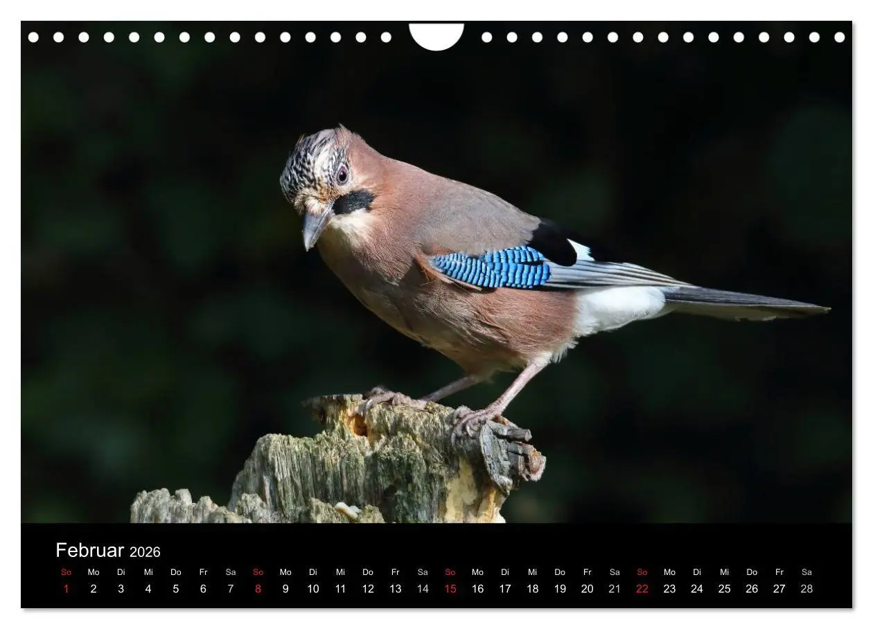 Bild: 9783516018837 | Eichelhäher der Waldpolizist (Wandkalender 2026 DIN A4 quer),...