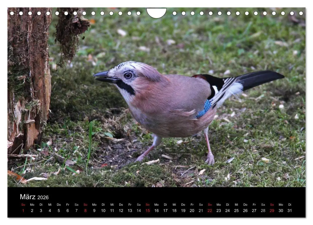 Bild: 9783516018837 | Eichelhäher der Waldpolizist (Wandkalender 2026 DIN A4 quer),...