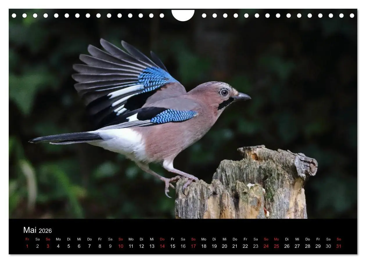 Bild: 9783516018837 | Eichelhäher der Waldpolizist (Wandkalender 2026 DIN A4 quer),...