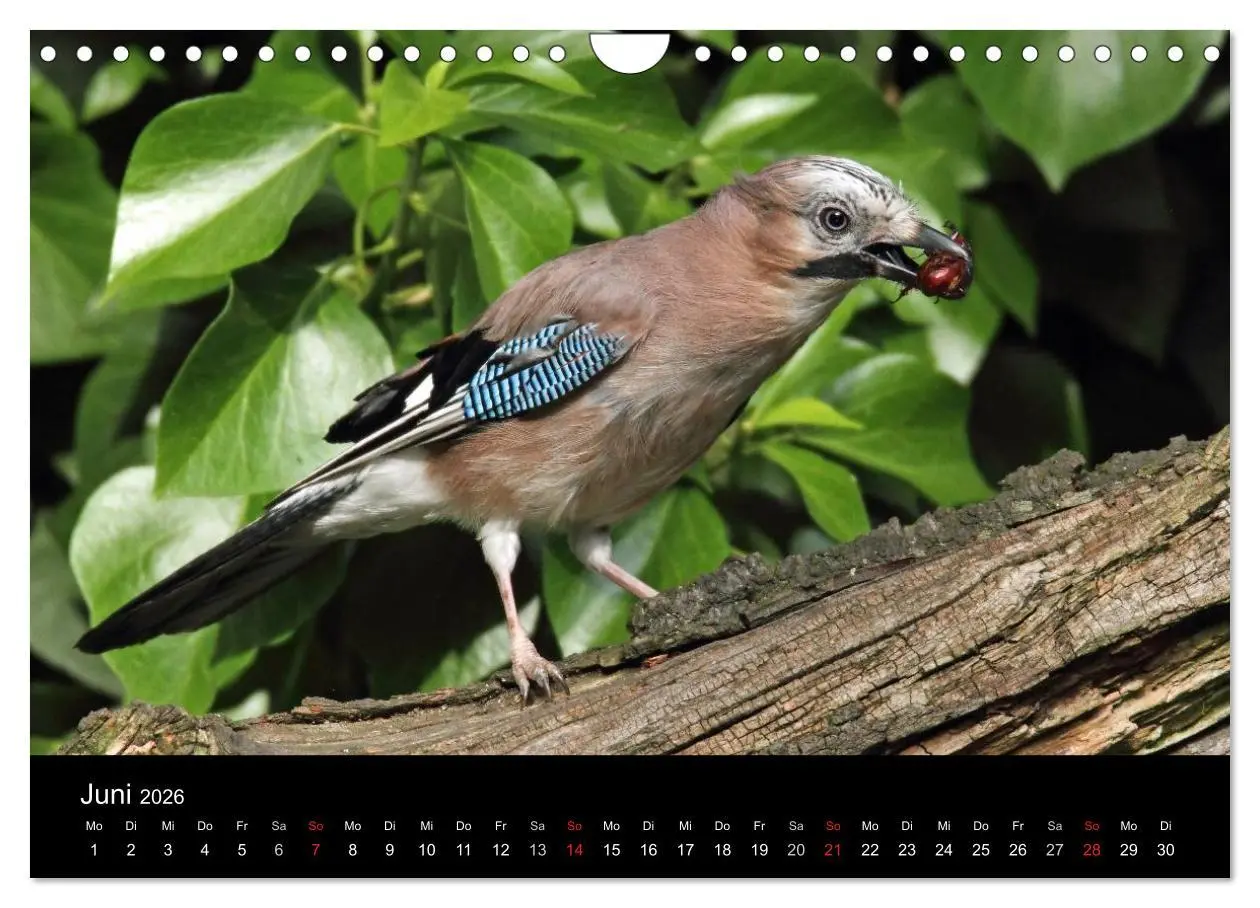 Bild: 9783516018837 | Eichelhäher der Waldpolizist (Wandkalender 2026 DIN A4 quer),...