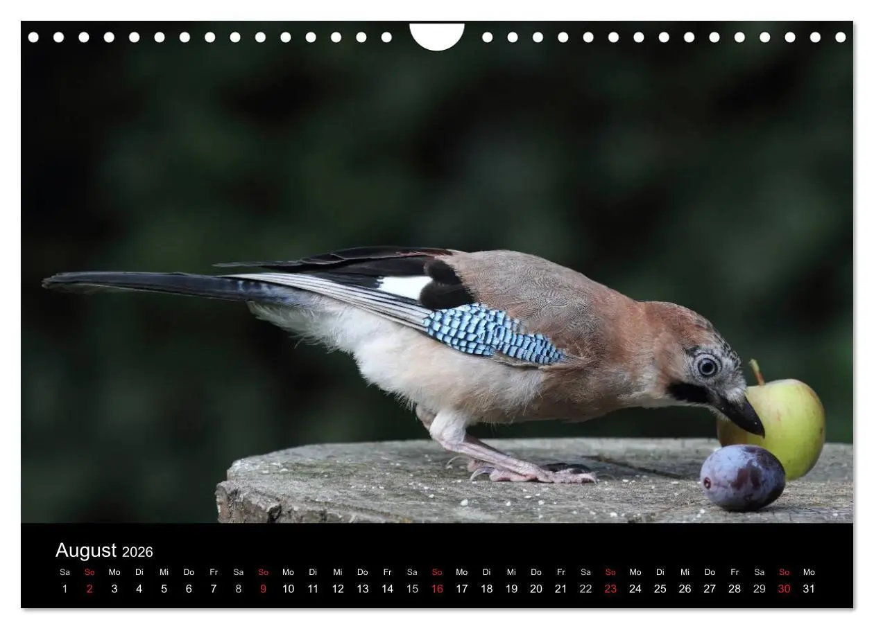 Bild: 9783516018837 | Eichelhäher der Waldpolizist (Wandkalender 2026 DIN A4 quer),...