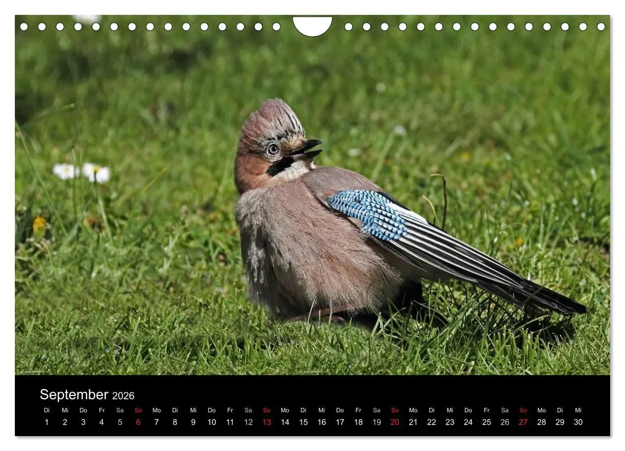 Bild: 9783516018837 | Eichelhäher der Waldpolizist (Wandkalender 2026 DIN A4 quer),...