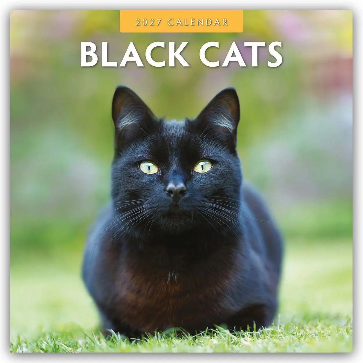 Cover: 9781804429037 | Black Cats - Schwarze Katzen 2027 - 16-Monatskalender | Robin Red