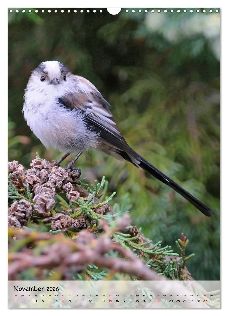 Bild: 9783516449037 | Vögel im heimischen Garten (Wandkalender 2026 DIN A3 hoch),...