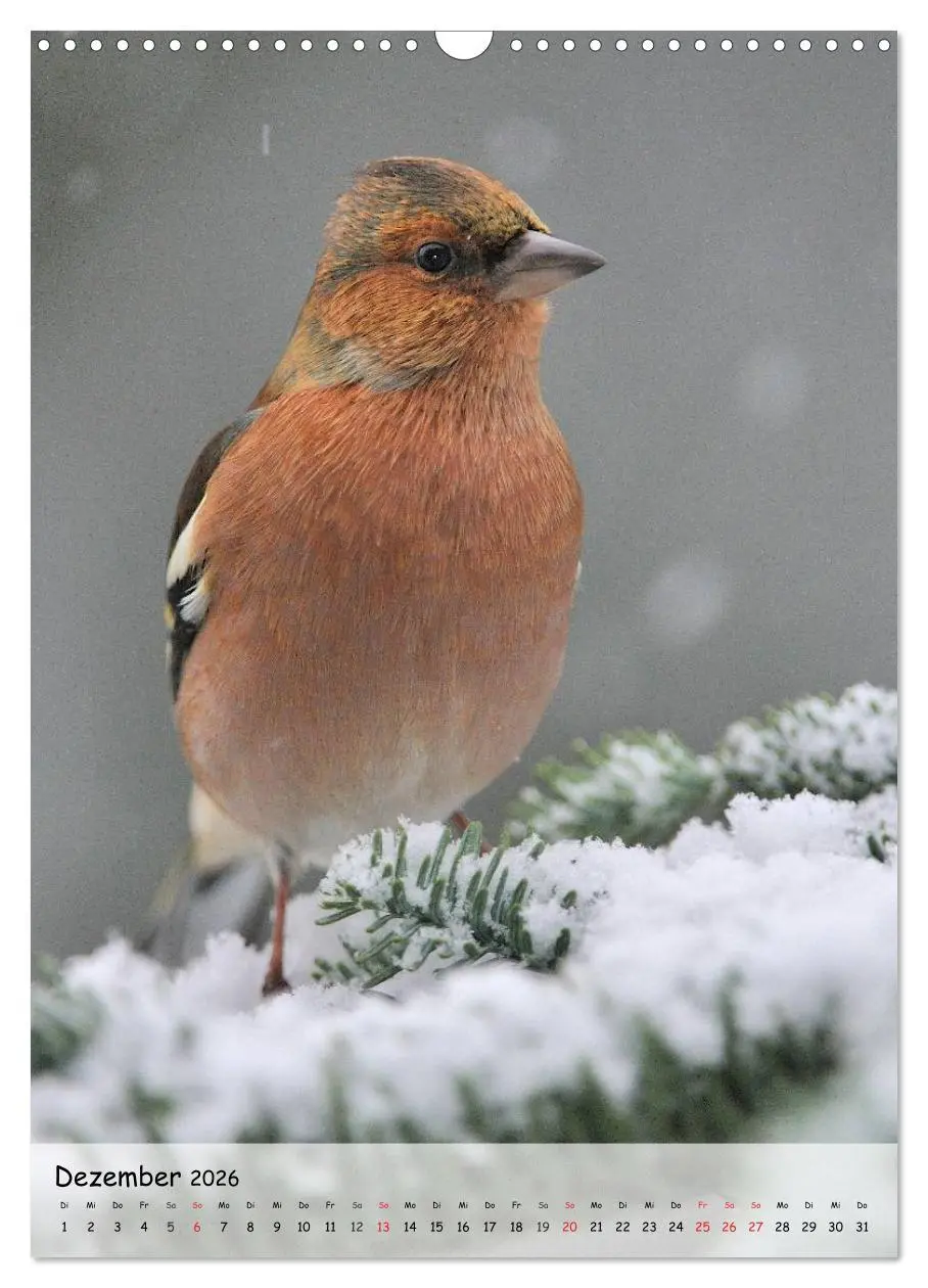 Bild: 9783516449037 | Vögel im heimischen Garten (Wandkalender 2026 DIN A3 hoch),...
