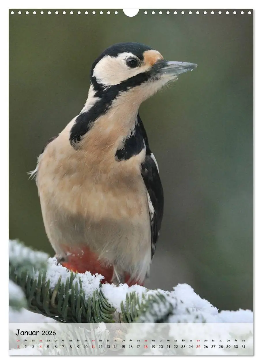 Bild: 9783516449037 | Vögel im heimischen Garten (Wandkalender 2026 DIN A3 hoch),...