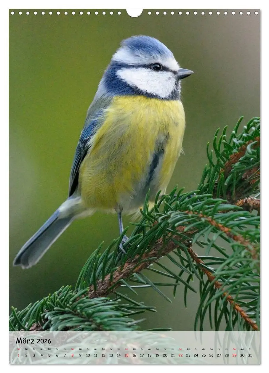 Bild: 9783516449037 | Vögel im heimischen Garten (Wandkalender 2026 DIN A3 hoch),...