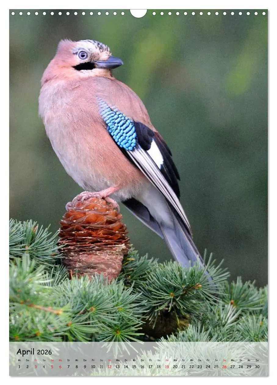 Bild: 9783516449037 | Vögel im heimischen Garten (Wandkalender 2026 DIN A3 hoch),...