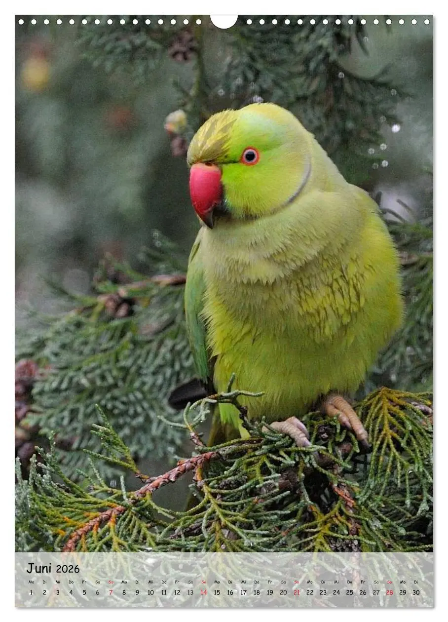 Bild: 9783516449037 | Vögel im heimischen Garten (Wandkalender 2026 DIN A3 hoch),...