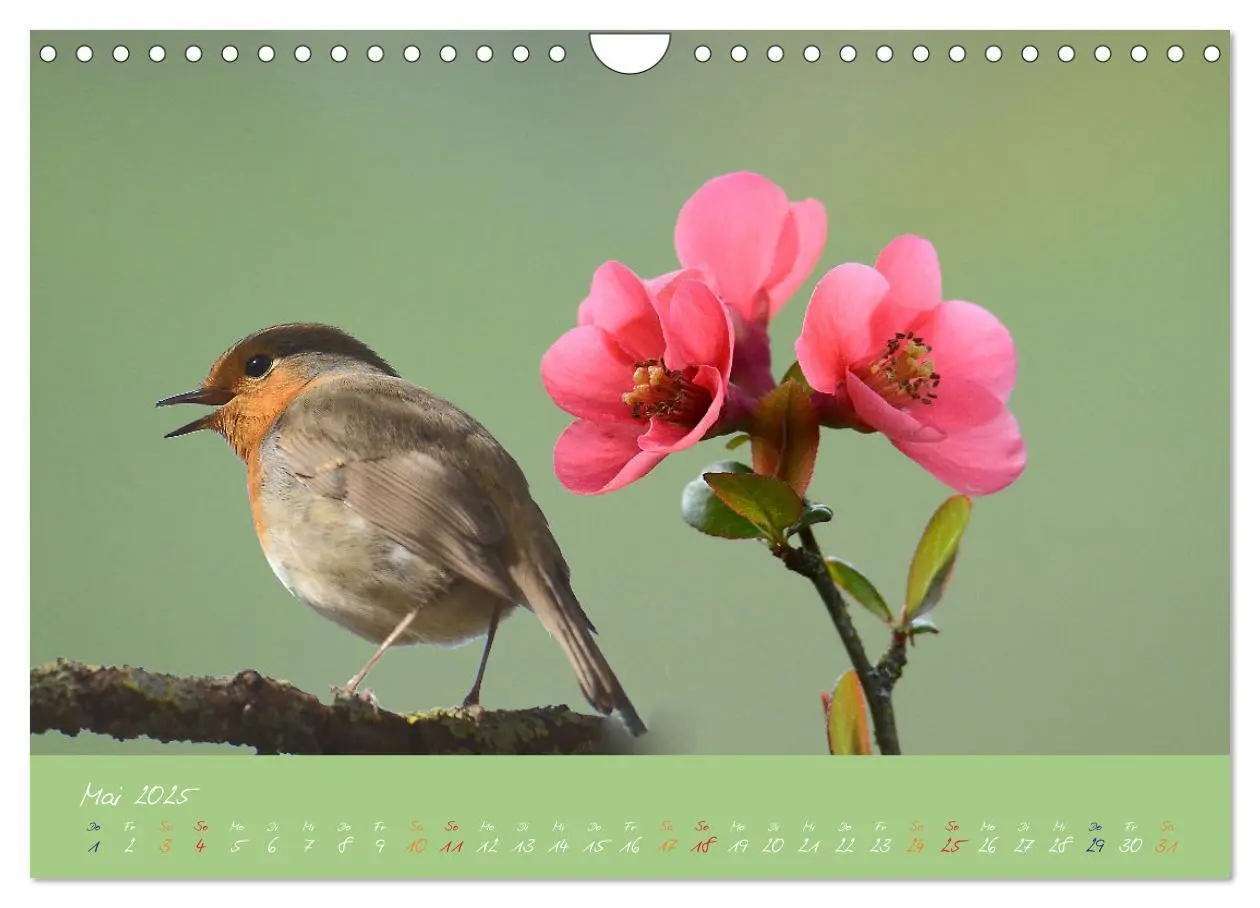 Bild: 9783435259137 | Das Rotkehlchen singt uns ein Lied (Wandkalender 2025 DIN A4 quer),...