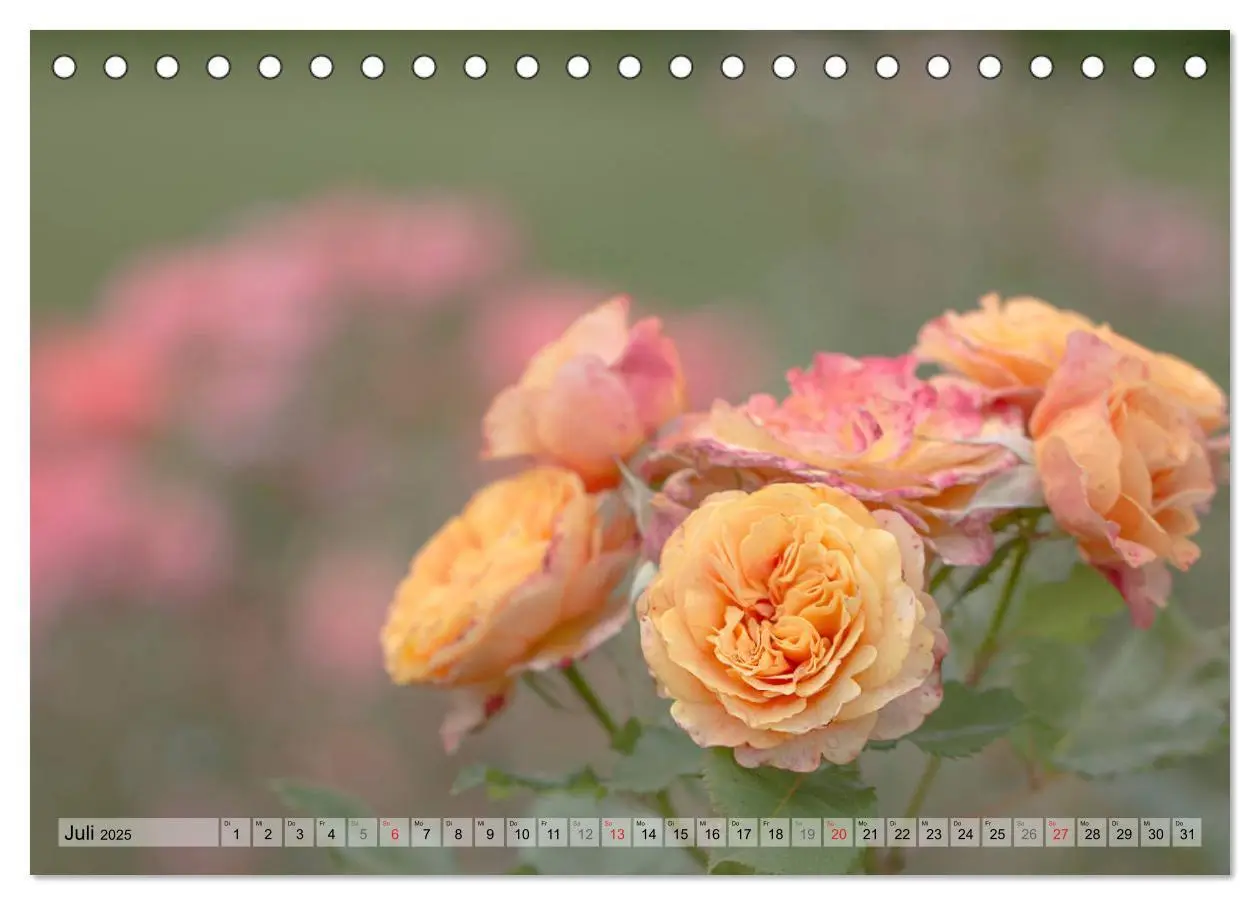 Bild: 9783435249237 | Farbenfroher Blütentraum (Tischkalender 2025 DIN A5 quer), CALVENDO...
