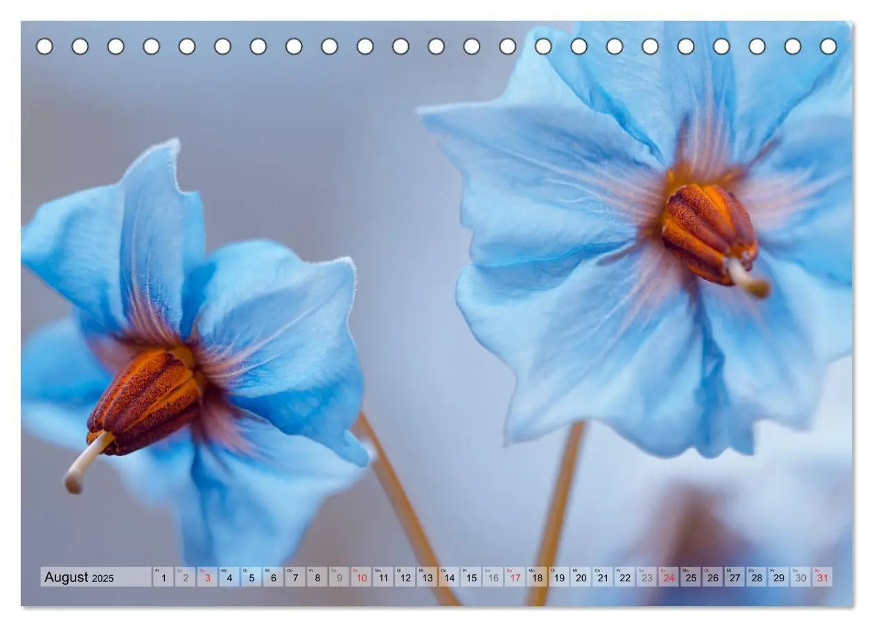 Bild: 9783435249237 | Farbenfroher Blütentraum (Tischkalender 2025 DIN A5 quer), CALVENDO...
