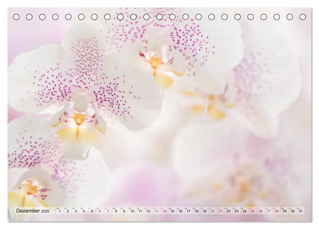 Bild: 9783435249237 | Farbenfroher Blütentraum (Tischkalender 2025 DIN A5 quer), CALVENDO...