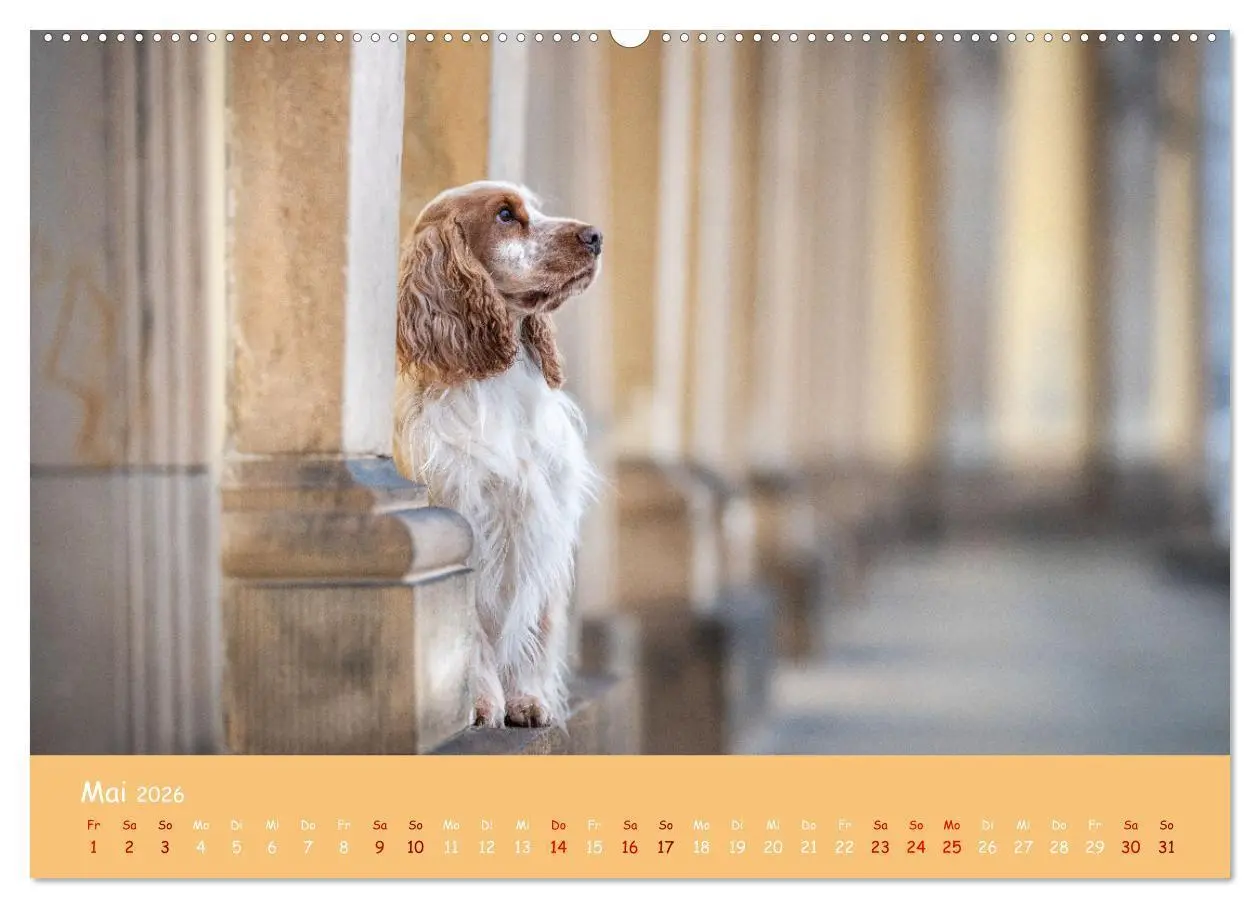 Bild: 9783457579237 | Englischer Cocker Spaniel (hochwertiger Premium Wandkalender 2026...