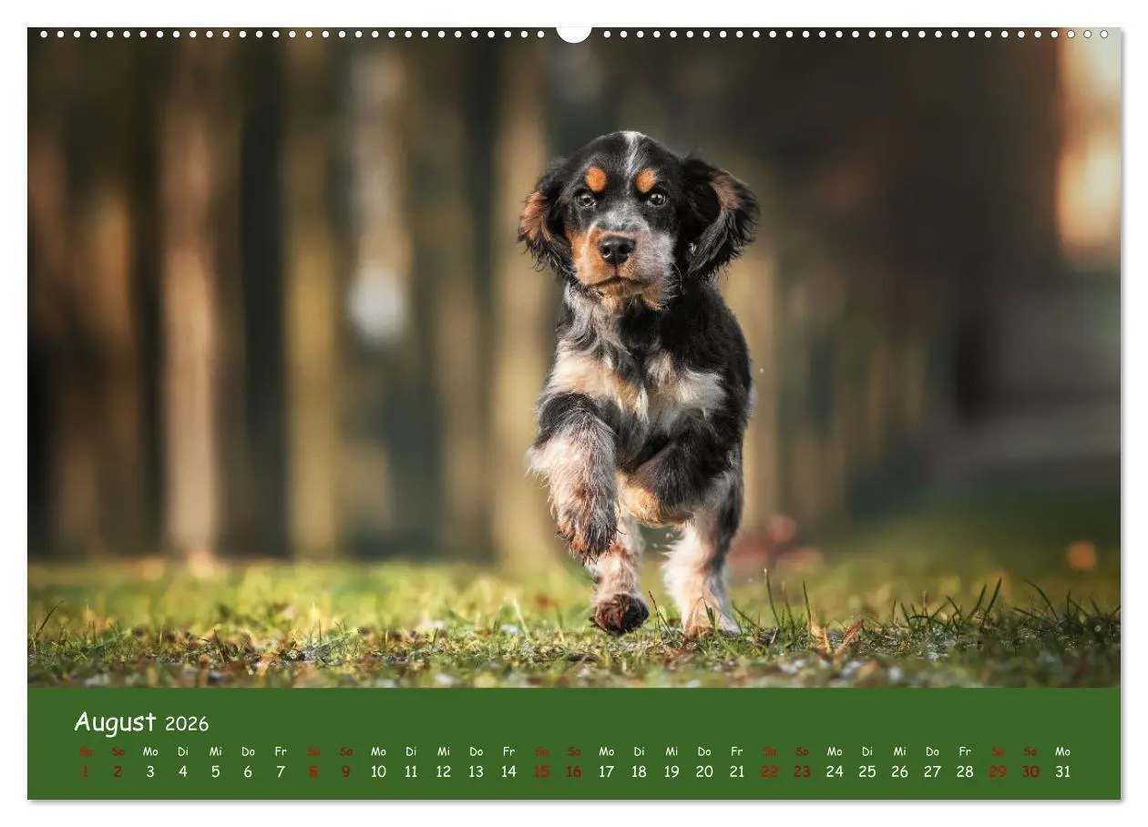 Bild: 9783457579237 | Englischer Cocker Spaniel (hochwertiger Premium Wandkalender 2026...