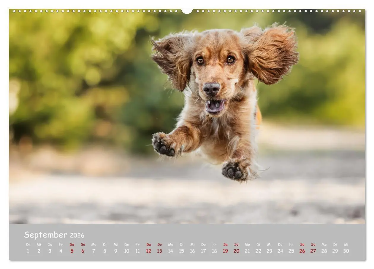 Bild: 9783457579237 | Englischer Cocker Spaniel (hochwertiger Premium Wandkalender 2026...