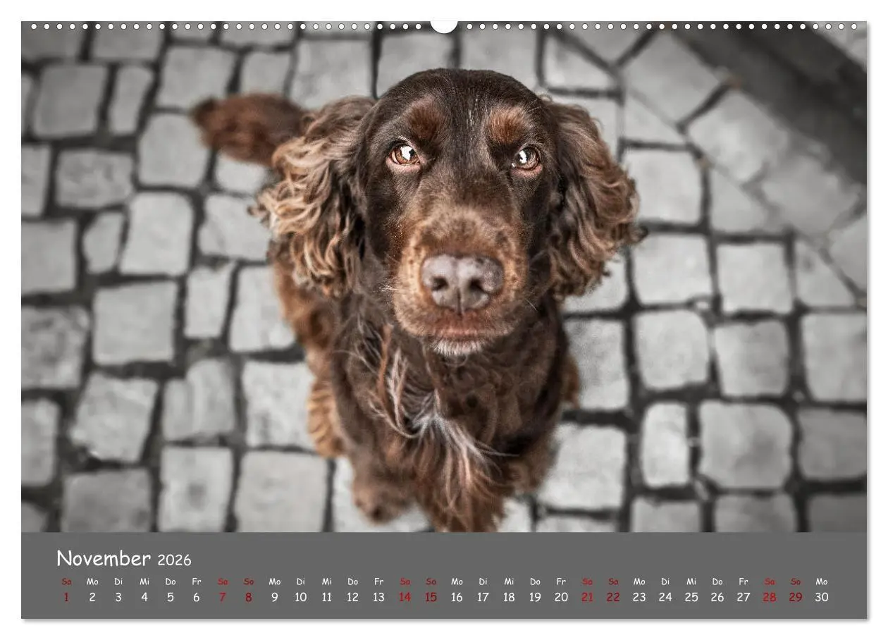 Bild: 9783457579237 | Englischer Cocker Spaniel (hochwertiger Premium Wandkalender 2026...
