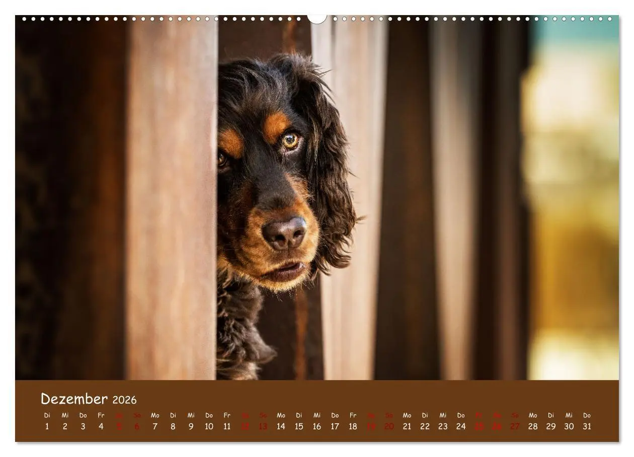 Bild: 9783457579237 | Englischer Cocker Spaniel (hochwertiger Premium Wandkalender 2026...