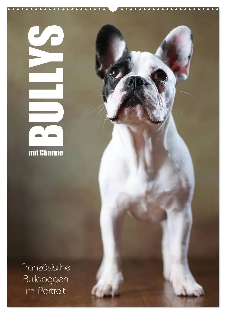 Cover: 9783516419337 | Bullys mit Charme - Französische Bulldoggen im Portrait...